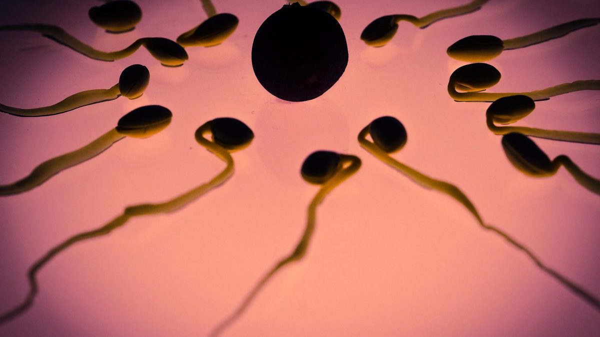 Effondrement des spermatozoïdes et risque d'infertilité mondiale en 2060: nouvelle étude 2 Immagine