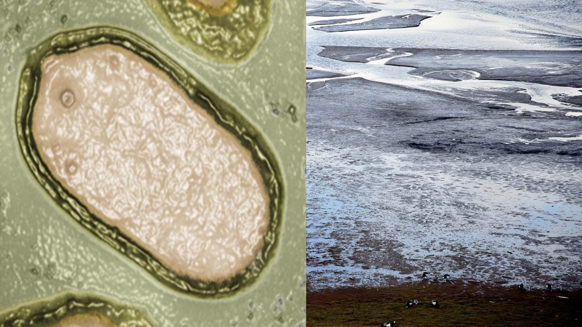 Des scientifiques réveillent un virus "zombie" gelé dans le pergélisol depuis 50 000 ans 2 A gauche un Pandovirus, à droite le pergélisol. Crédit : wikipédia/pixabay