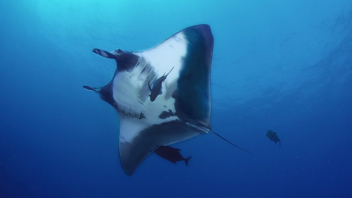 Énorme population de raies manta géantes découverte dans l'océan : elle est 10 fois plus grande que n'importe quelle autre 2 Enorme population de raies manta geantes decouverte dans locean