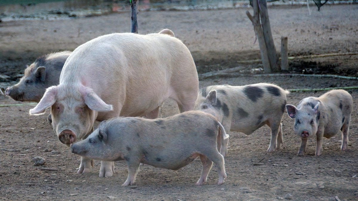 Les cochons gèrent les querelles comme les humains : même un « pacificateur » peut intervenir pour calmer le jeu 2 Les cochons gerent les querelles comme les humains meme