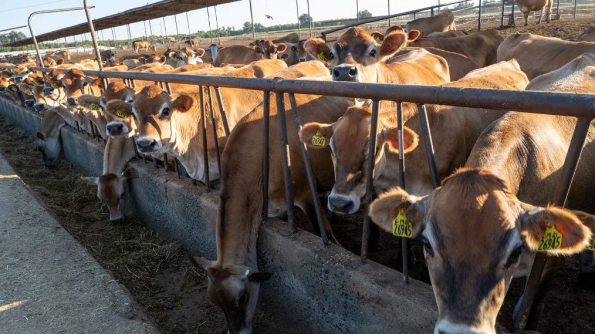Les émissions de méthane de ces 15 entreprises de viande et de lait dépassent celles de nombreux pays européens 2 Les emissions de methane de ces 15 entreprises de viande