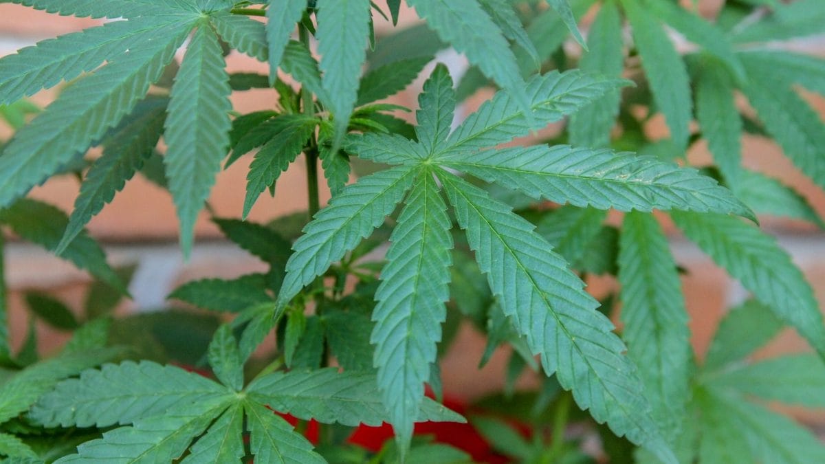 Pourquoi le cannabis peut sauver la vie de ceux qui consomment de l'héroïne et d'autres opioïdes 2 Image