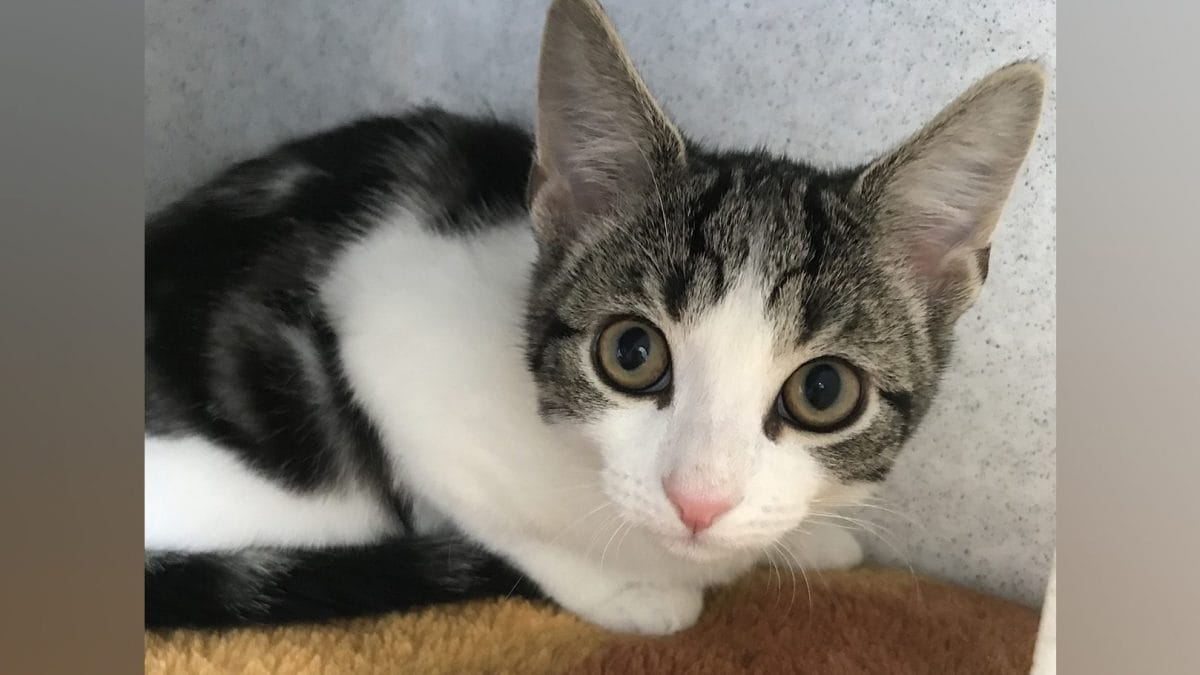 Voici Hope, le premier chat né sans organes sexuels : "Ce n'est ni mâle ni femelle" 2 Crédit : Cat Protection