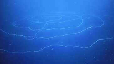 Dans les profondeurs de l'Australie, il y a une énorme créature : c'est peut-être l'animal le plus long sur Terre 22 Dans Les Profondeurs De L'australie, Il Y A Une énorme