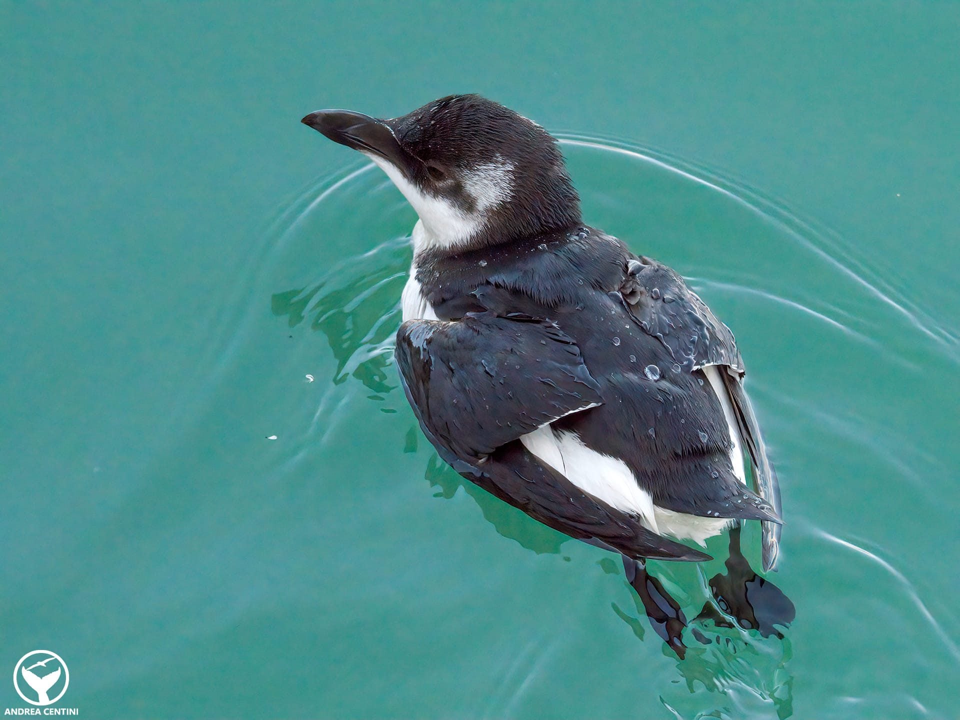 Invasion de petits pingouins de l'Atlantique Nord en mer Tyrrhénienne, LIPU : "Événement exceptionnel" 3 Un petit pingouin vient de refaire surface. Crédit : Andrea Centini