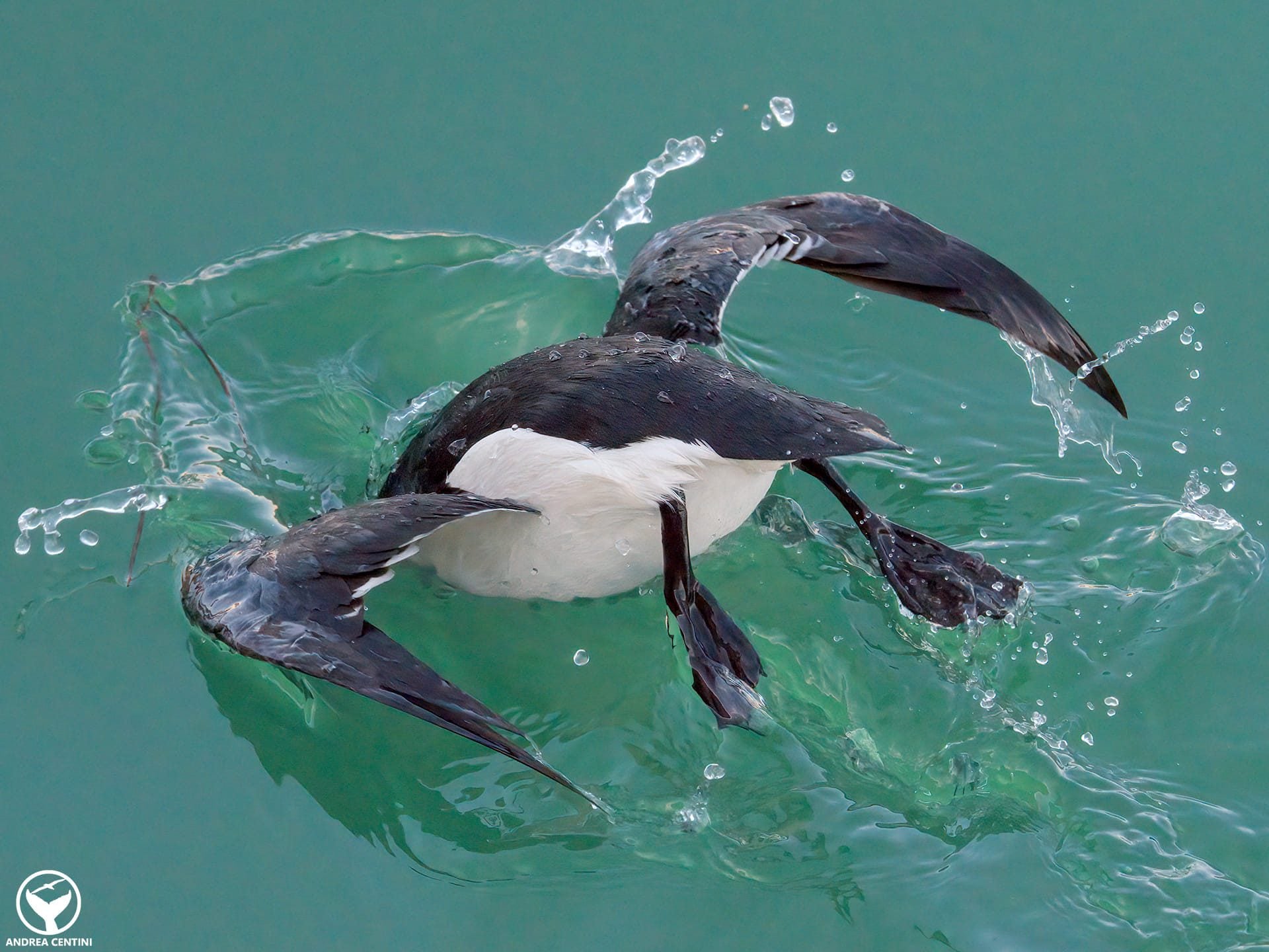 Invasion de petits pingouins de l'Atlantique Nord en mer Tyrrhénienne, LIPU : "Événement exceptionnel" 4 Le plongeon du petit pingouin. Crédit : Andrea Centini