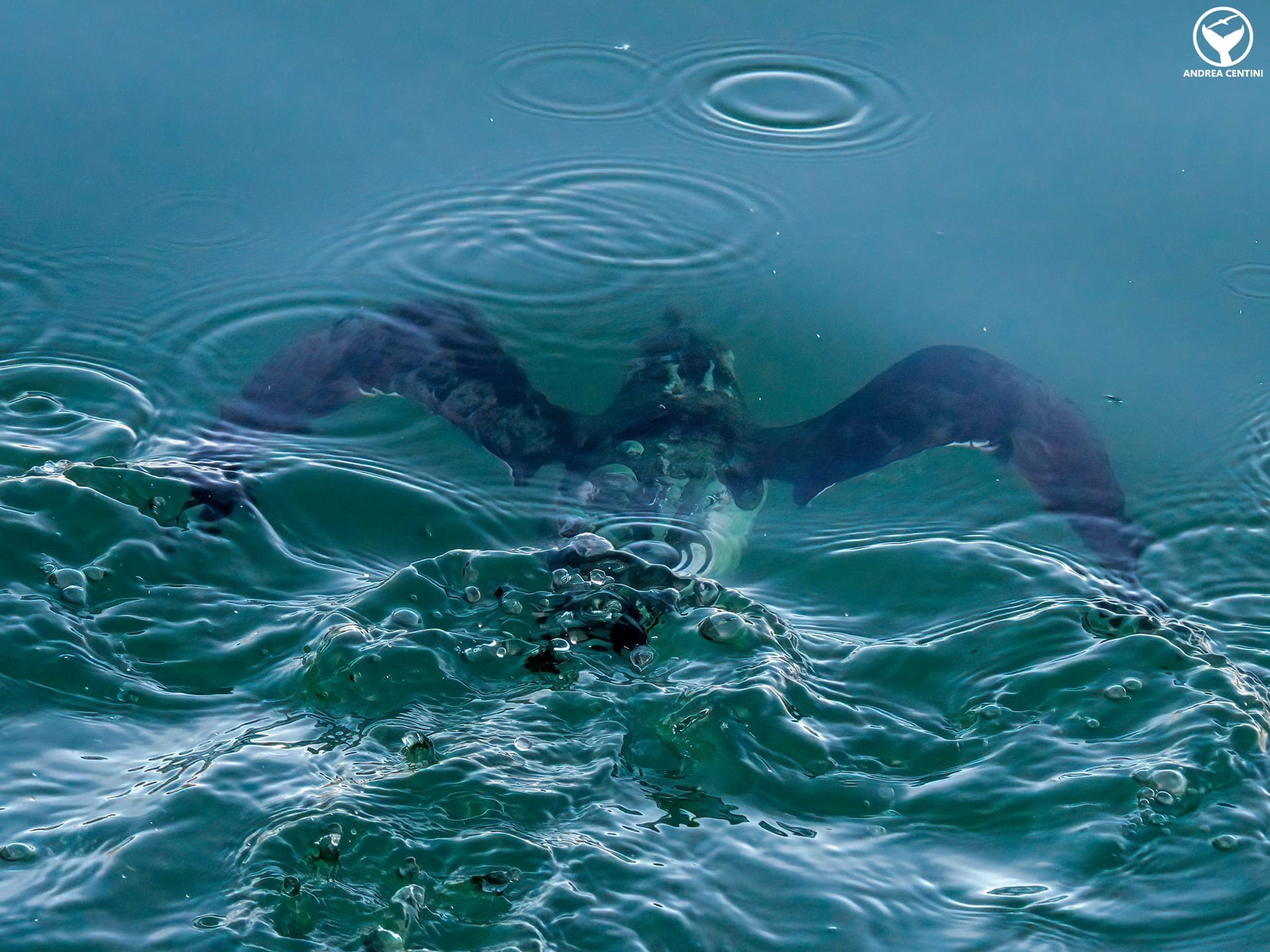 Invasion de petits pingouins de l'Atlantique Nord en mer Tyrrhénienne, LIPU : "Événement exceptionnel" 5 Un petit pingouin nage sous l'eau. Crédit : Andrea Centini