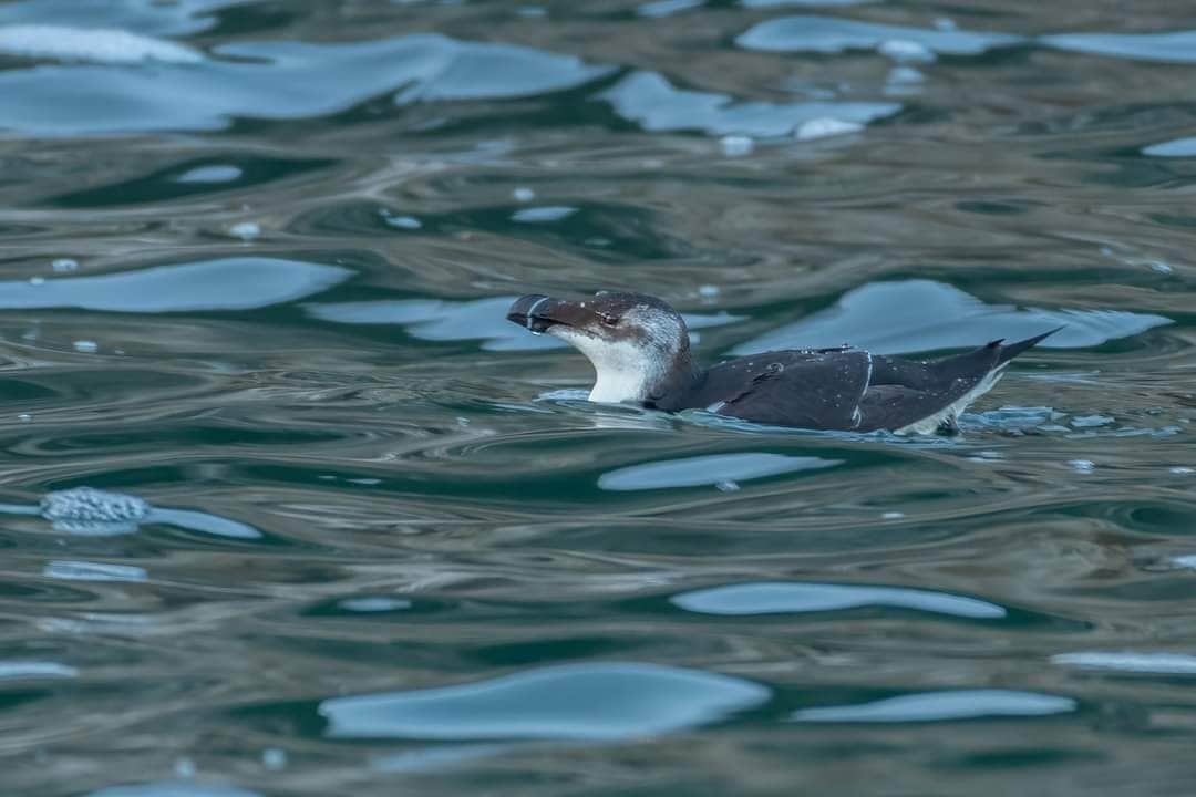 Invasion de petits pingouins de l'Atlantique Nord en mer Tyrrhénienne, LIPU : "Événement exceptionnel" 7 Le spécimen adulte de Torre Paola. 1 crédit