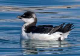 Invasion De Petits Pingouins De L'atlantique Nord En Mer Tyrrhénienne,