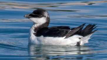 Invasion de petits pingouins de l'Atlantique Nord en mer Tyrrhénienne, LIPU : "Événement exceptionnel" 21 Invasion De Petits Pingouins De L'atlantique Nord En Mer Tyrrhénienne,
