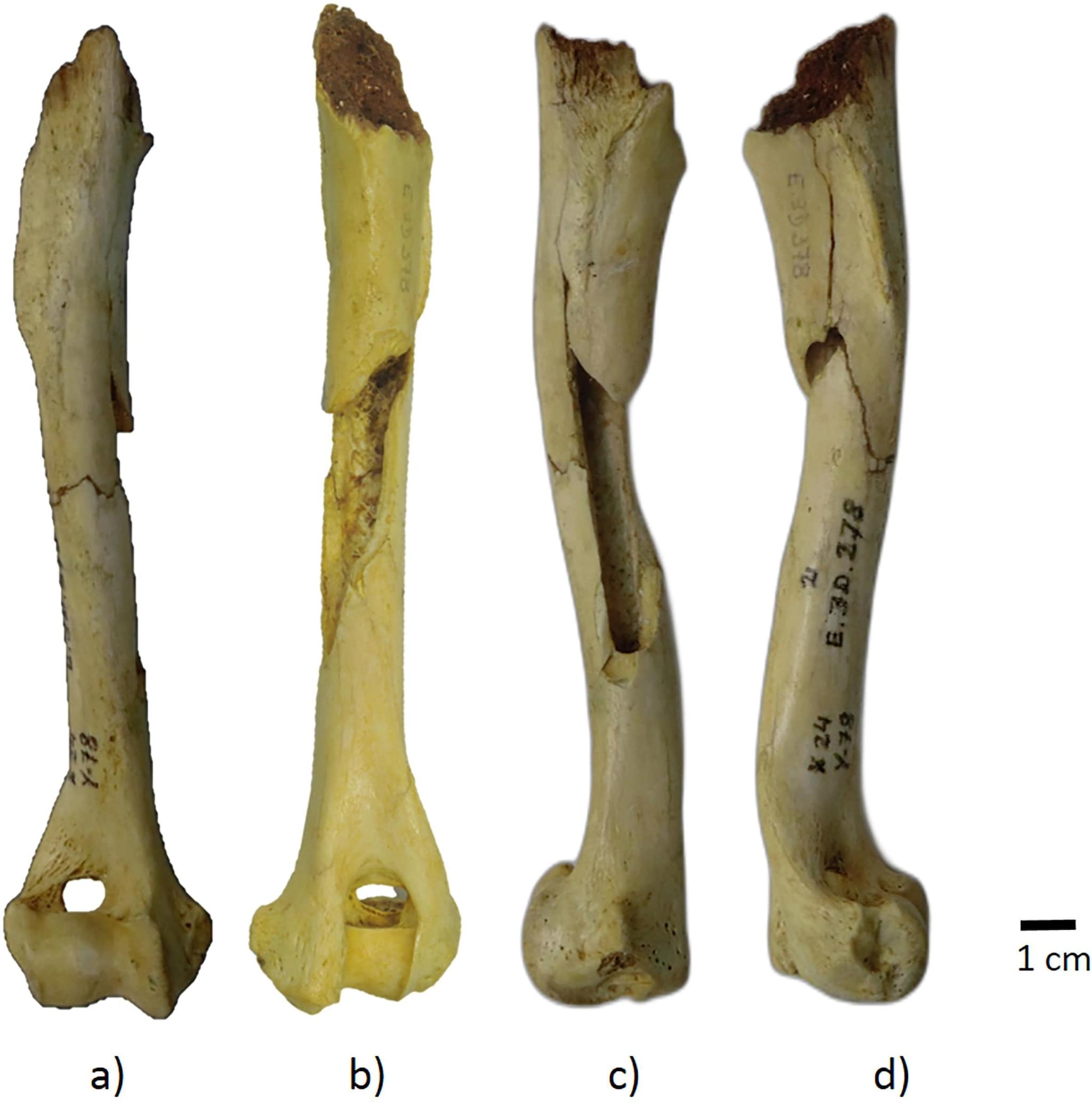 Nous savons maintenant quand les chiens sont devenus les amis de l'homme (plus tôt que nous ne le pensions) 3 Le plus ancien humérus de chien jamais découvert, vu sous différents angles. Crédit : Journal of Archaeological Science : Rapports