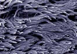 Ces Mystérieuses Structures Cérébrales Contrôlent Notre Perception Du Temps