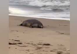 Plus De 2 500 Phoques De La Caspienne Retrouvés Morts