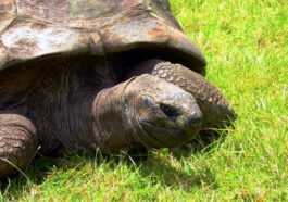 Joyeux Anniversaire Jonathan : La Plus Vieille Tortue Du Monde Fête