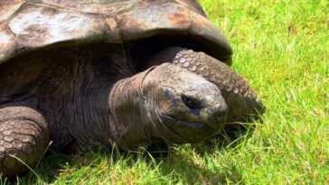 Joyeux anniversaire Jonathan : la plus vieille tortue du monde fête ses 190 ans 7 Joyeux Anniversaire Jonathan : La Plus Vieille Tortue Du Monde Fête
