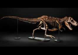 Barbara, Magnifique T. Rex, était Enceinte à Sa Mort :