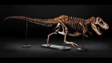 Barbara, magnifique T. rex, était enceinte à sa mort : elle aussi a survécu à une grave blessure 3 Barbara, Magnifique T. Rex, était Enceinte à Sa Mort :