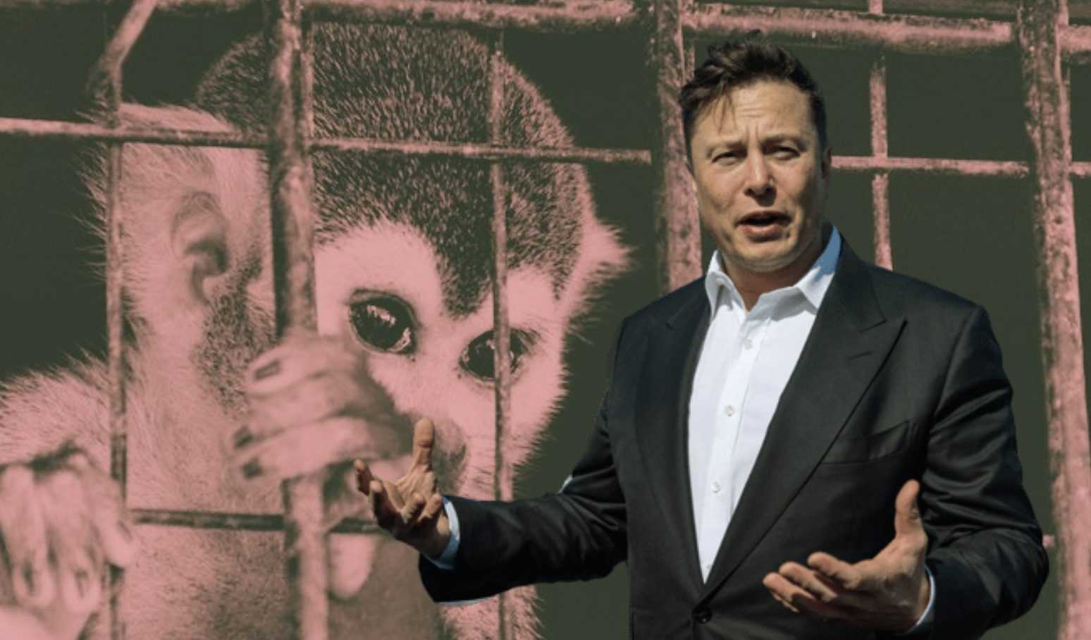 Neuralink D'elon Musk Fait L'objet D'une Enquête : "il A