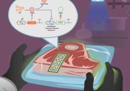 Ce nouveau biocapteur peut nous aider à savoir si la viande a mal tourné 39 Ce Nouveau Biocapteur Peut Nous Aider à Savoir Si La