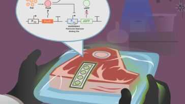 Ce nouveau biocapteur peut nous aider à savoir si la viande a mal tourné 27 Ce Nouveau Biocapteur Peut Nous Aider à Savoir Si La