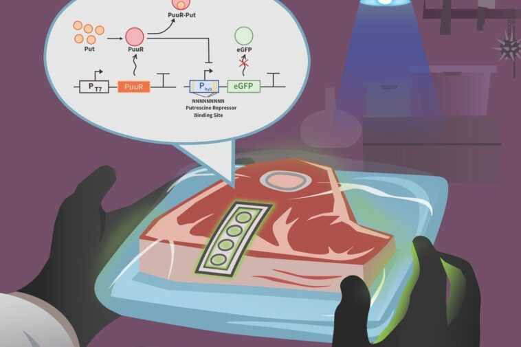 Ce nouveau biocapteur peut nous aider à savoir si la viande a mal tourné 1 Ce Nouveau Biocapteur Peut Nous Aider à Savoir Si La