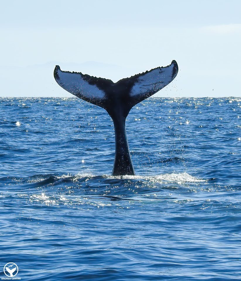 La nageoire caudale d'une baleine à bosse. Crédit : Andrea Centini