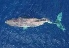 Une Baleine Au Dos Brisé Par Un Bateau Migre Sur