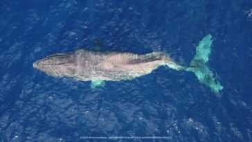 Une baleine au dos brisé par un bateau migre sur 5 000 km du Canada vers Hawaï, mais meurt 20 Une Baleine Au Dos Brisé Par Un Bateau Migre Sur