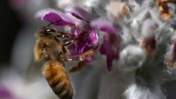 Le nombre d'insectes tués par le changement climatique continue d'afficher des chiffres catastrophiques 7 Le Nombre D'insectes Tués Par Le Changement Climatique Continue D'afficher