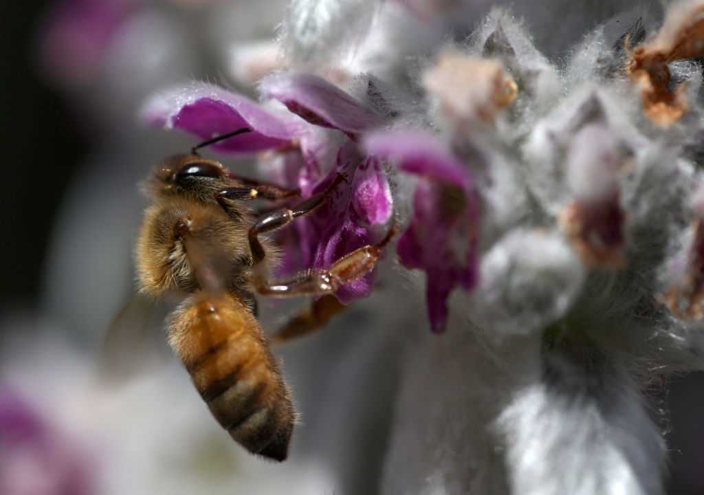Le nombre d'insectes tués par le changement climatique continue d'afficher des chiffres catastrophiques 56 Le Nombre D'insectes Tués Par Le Changement Climatique Continue D'afficher