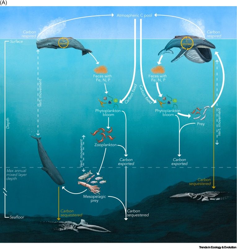 Pourquoi les baleines peuvent nous aider à lutter contre le changement climatique 3 1671193633 420 Pourquoi les baleines peuvent nous aider a lutter contre le