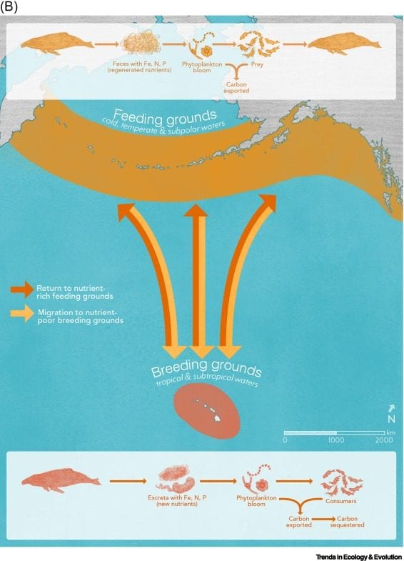 Pourquoi les baleines peuvent nous aider à lutter contre le changement climatique 6 1671193634 963 Pourquoi les baleines peuvent nous aider a lutter contre le