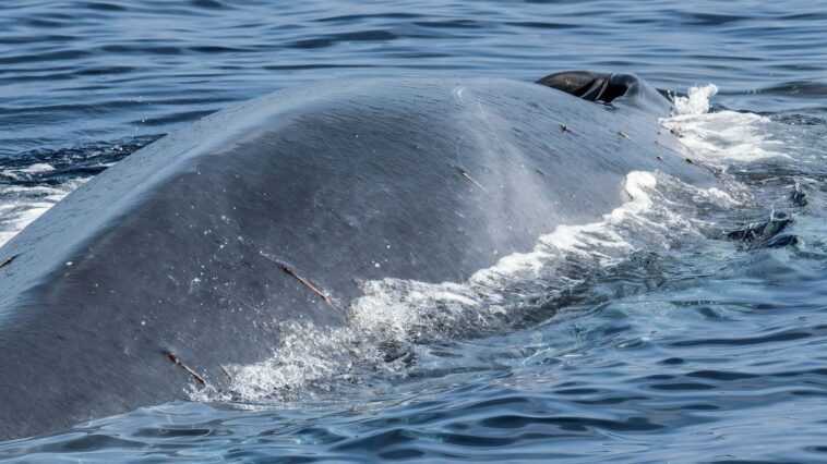 Pourquoi les baleines peuvent nous aider à lutter contre le changement climatique 1 Pourquoi Les Baleines Peuvent Nous Aider à Lutter Contre Le