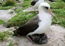 Wisdom, 71 Ans, Est Le Plus Vieil Oiseau Sauvage Du