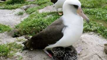 Wisdom, 71 ans, est le plus vieil oiseau sauvage du monde : elle est revenue au nid, mais est seule 28 Wisdom, 71 Ans, Est Le Plus Vieil Oiseau Sauvage Du