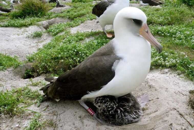 Wisdom, 71 ans, est le plus vieil oiseau sauvage du monde : elle est revenue au nid, mais est seule 1 Wisdom, 71 Ans, Est Le Plus Vieil Oiseau Sauvage Du