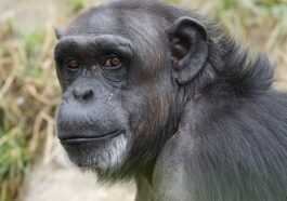 Quatre Chimpanzés Qui Se Sont échappés D'un Enclos De Zoo