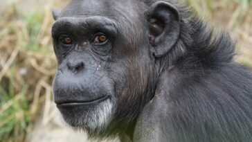 Quatre chimpanzés qui se sont échappés d'un enclos de zoo en Suède ont été abattus et tués 25 Quatre Chimpanzés Qui Se Sont échappés D'un Enclos De Zoo