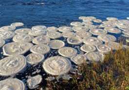 Quelles Sont Les étranges "pizzas Glacées" Qui Sont Apparues Sur
