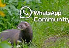 Communautés Whatsapp : Comment Les Mettre En Place Et Pourquoi