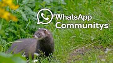 Communautés Whatsapp : Comment Les Mettre En Place Et Pourquoi
