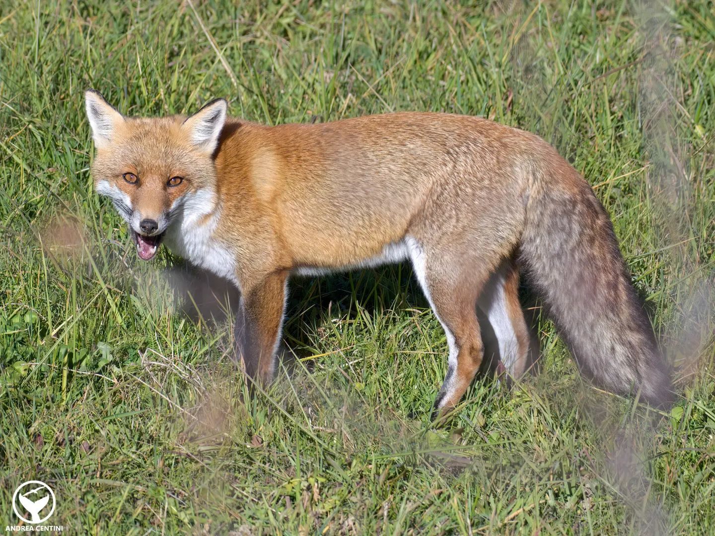 Avenant approuvé qui ouvre la chasse dans les villes et les parcs, VBL : "Danger pour les animaux et les personnes" 3 Un renard. Crédit : Andrea Centini