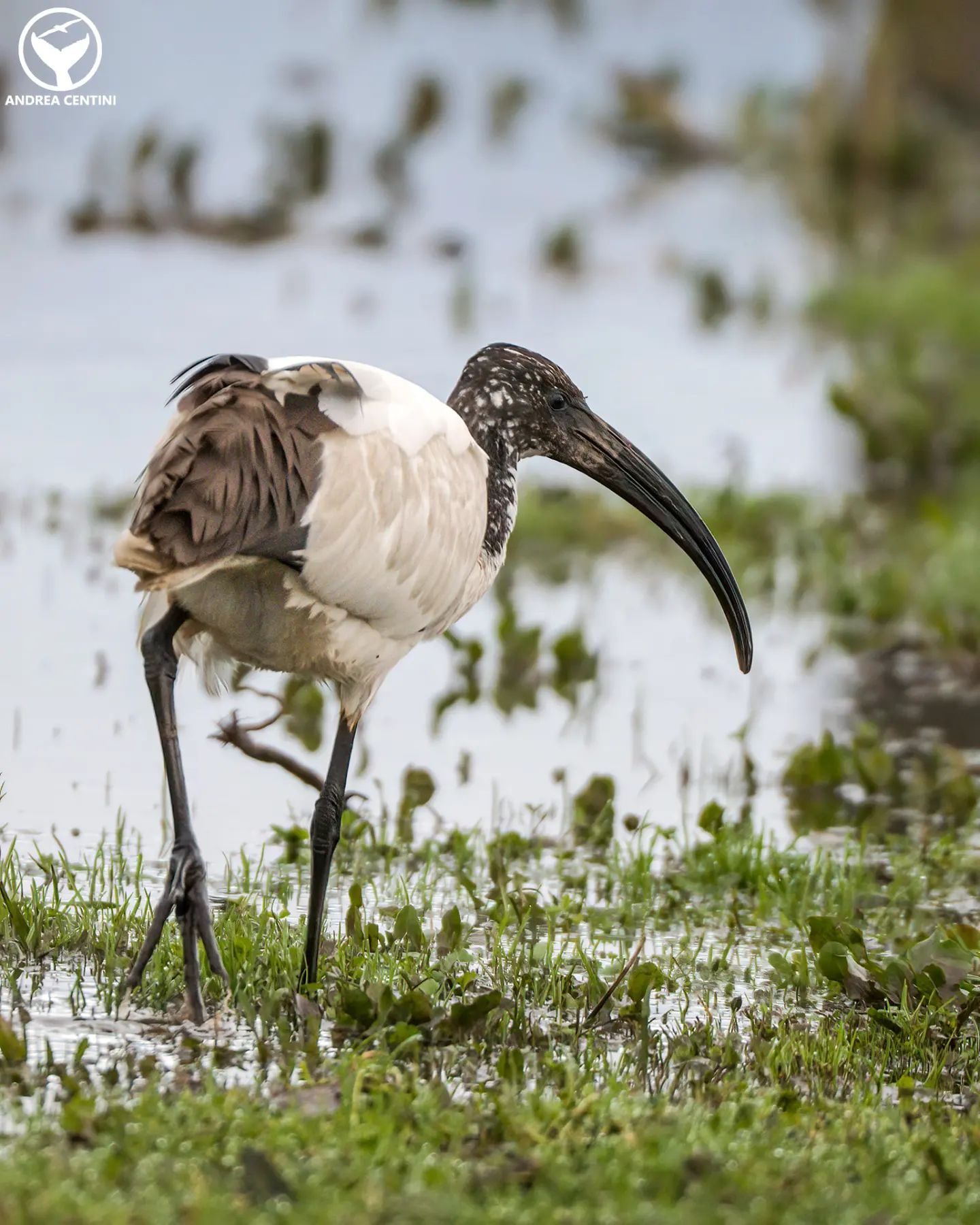 Avenant approuvé qui ouvre la chasse dans les villes et les parcs, VBL : "Danger pour les animaux et les personnes" 5 Un ibis sacré. Crédit : Andrea Centini