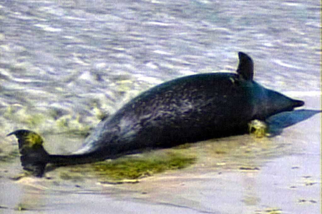 Des Dauphins échoués Au Large Des Côtes écossaises Pourraient être