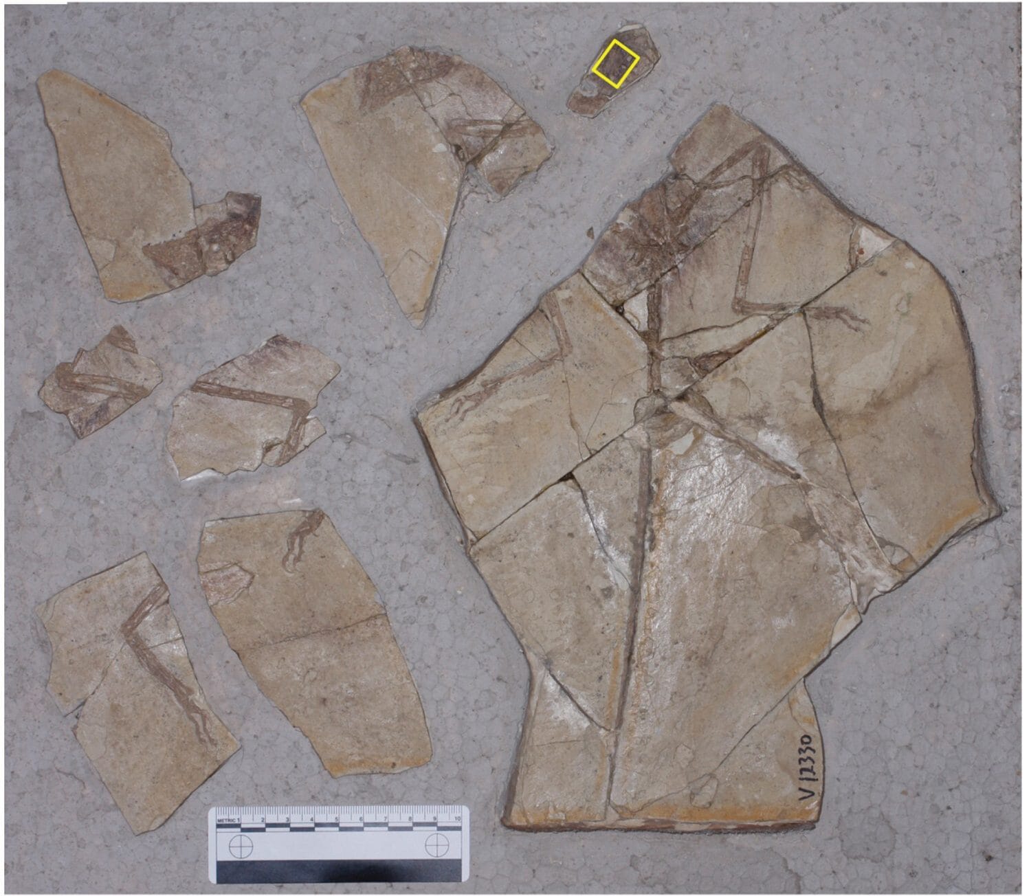 Le fossile complet.  Crédit : Hans Larsson/Université McGill