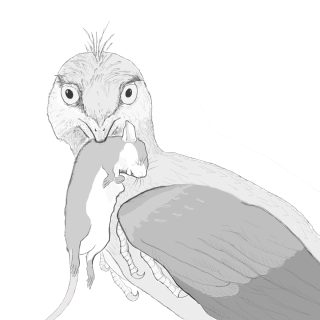 Illustration de Microraptor.  Crédit : Hans Larsson/Université McGill