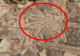 Incroyable Fossile De Dinosaure à Plumes Découvert Avec Les Restes