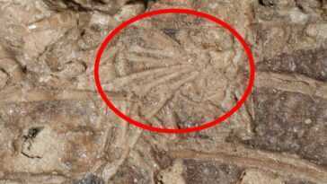 Incroyable fossile de dinosaure à plumes découvert avec les restes de son dernier repas, un mammifère 6 Incroyable Fossile De Dinosaure à Plumes Découvert Avec Les Restes
