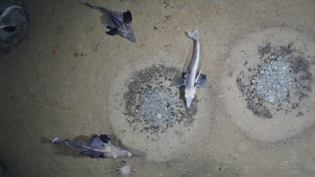 Le poisson des glaces de Jonah crée des nids circulaires où il peut pondre plus de 1 000 œufs / Crédit : Alfred Wegener Institute