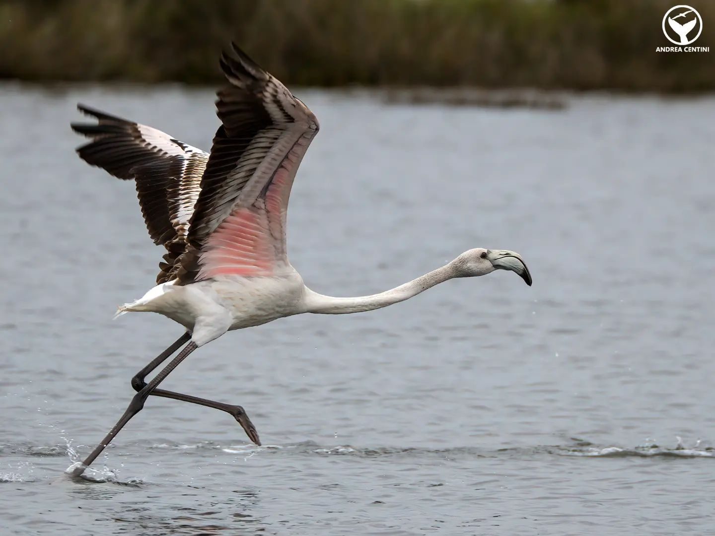 Sécheresse, les flamants roses du Parco Natura Viva ont pondu moins de la moitié de leurs œufs 4 Flamingo au parc national du Circeo. Crédit : Andrea Centini